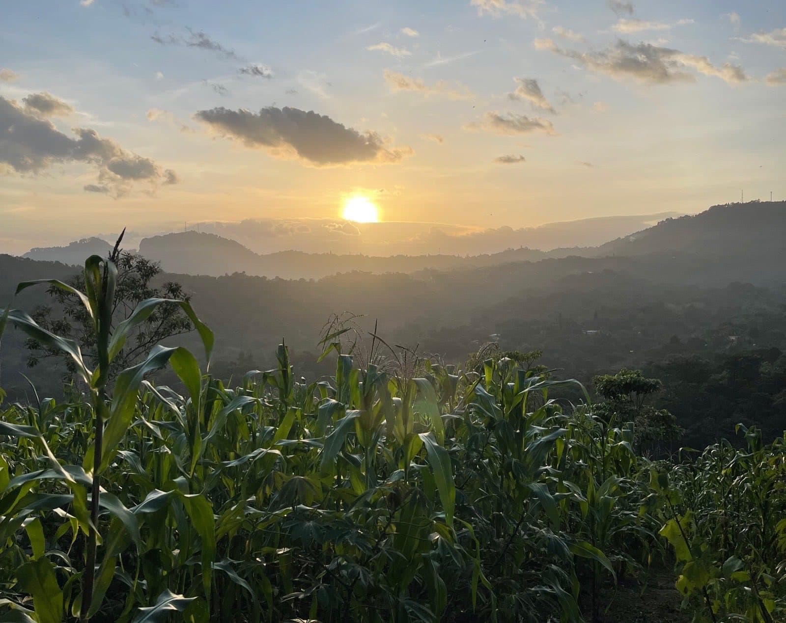 Milpa al atardecer con el valle de fondo en Finca Amaviora